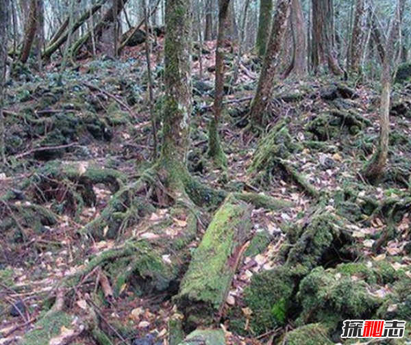 富士山下为什么恐怖?每年自杀死亡人数成百上千