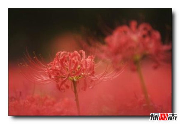 传说彼岸花在冥界入口,揭秘彼岸花为什么叫死人花