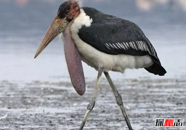 世界10大最奇怪的鸟 第七酷似吸血鬼,第六喙像一只鞋