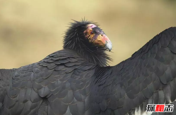 世界10大最奇怪的鸟 第七酷似吸血鬼,第六喙像一只鞋