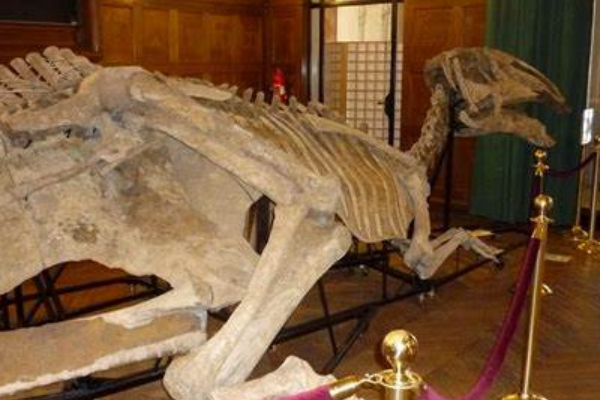 克贝洛斯龙:俄罗斯大型植食性恐龙(头顶长脊冠)