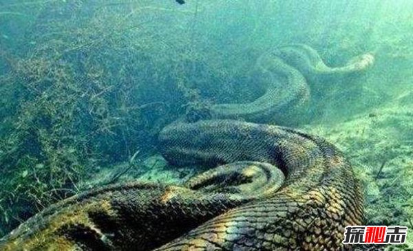 世界最长的蛇有多长？中国发现200米巨蟒真相揭秘（假新闻）
