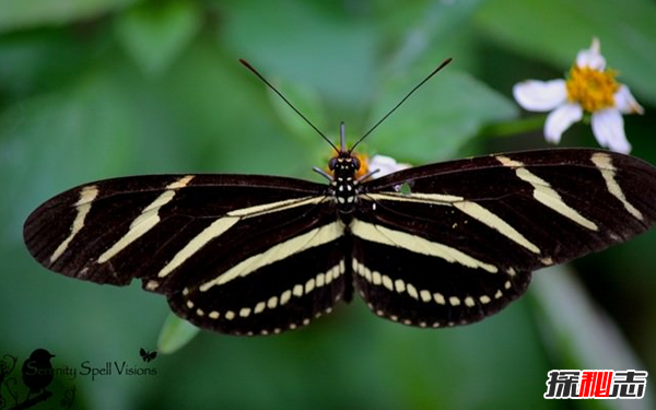 世界最美的十种蝴蝶 第十伪装高手,第四保证你没见过