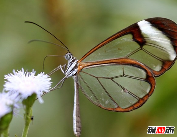 世界最美的十种蝴蝶 第十伪装高手,第四保证你没见过