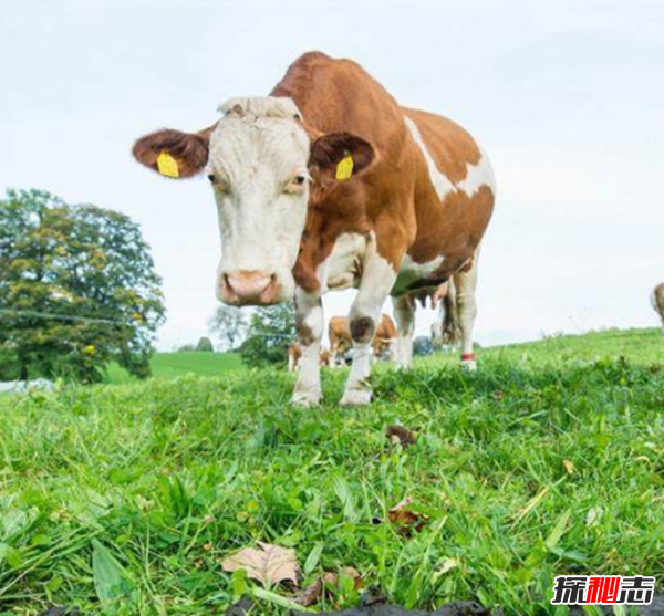 德国奶牛被穿上尿不湿,真相惊人!新规引起农主不满发起抗议