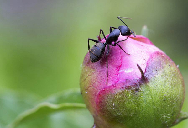 真正的二维生物是什么?蚂蚁是二维生物吗（三维生物）