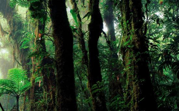 亚马逊原始森林有多可怕?恐怖生物让人危险重重