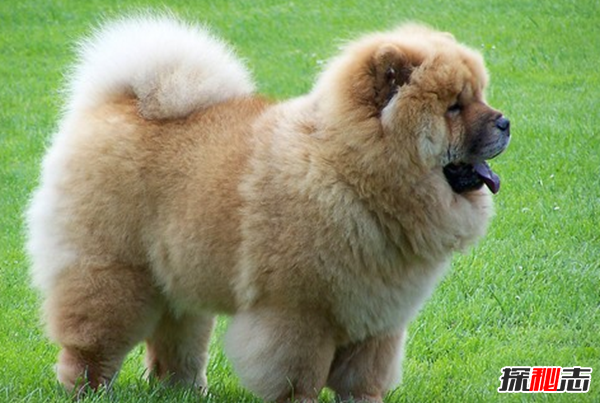 全球最贵的十大狗品种 中国无毛犬上榜,第一售价7000美元