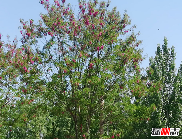 千万别种!十种招鬼的树,芭蕉树易招惹阴秽之物(女鬼附着物)