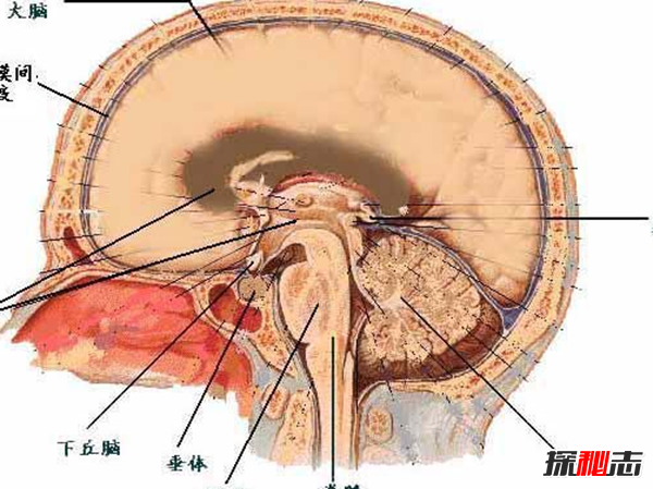 你知道吗?最难治愈的十大癌症,胰腺癌被称为癌中之王(死亡率高)