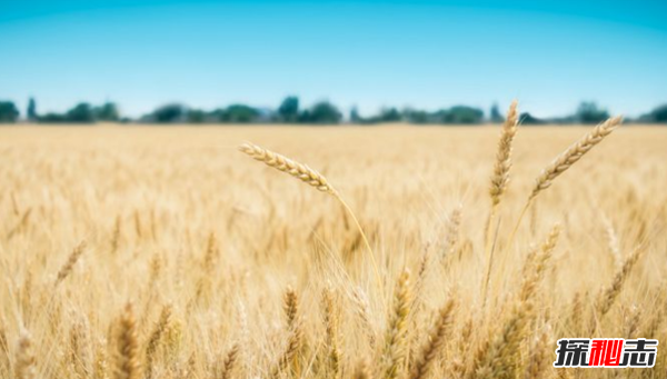 生产小麦的十个国家排名 中国实至名归,美国排名第四