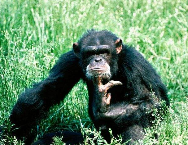 世界上第一个人从哪来的 猿猴进化(看完终于明白了）