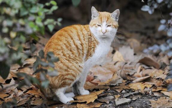 猫系男生是什么样的?女生会喜欢猫系男生吗