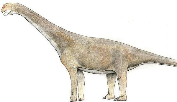 特维尔切龙：阿根廷巨型恐龙（长15米/距今1.61亿年前）