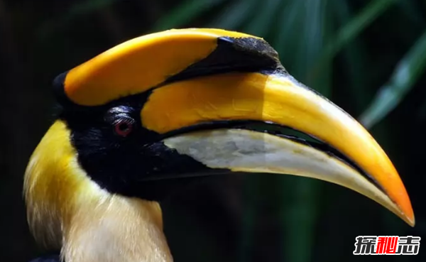 世界最有特色的十种鸟 第五鸟喙似鞋底,第一寿命长达35岁