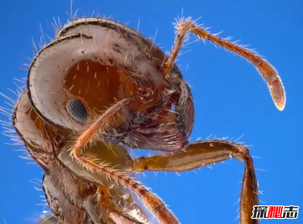 世界十大最令人讨厌的昆虫 椿象上榜,第一致一百万人死亡