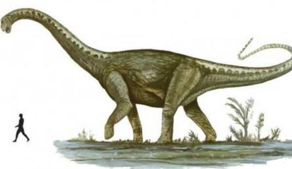 南巨龙：阿根廷超巨型恐龙（长30米/距今8800万年前）