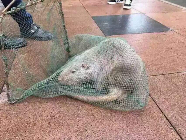 伊朗巨鼠有多大?4-5公斤重量级比比皆是(核泄漏产物)