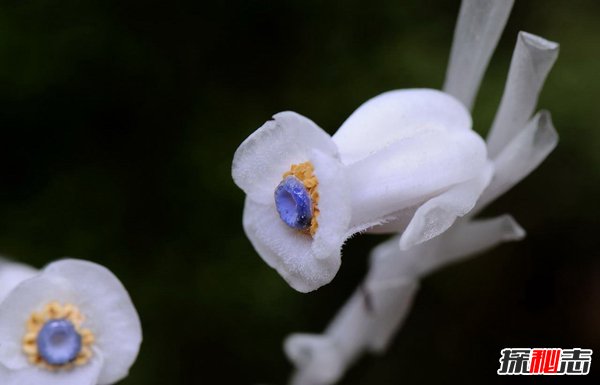 冥界四花分别是哪四花？神秘地狱之花有什么魔力