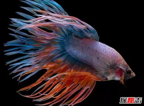 什么鱼最漂亮?盘点世界上最好看的10种鱼(附图片)