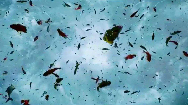 世界上真的有鱼雨吗?成千上万活鱼从天而降怎么回事