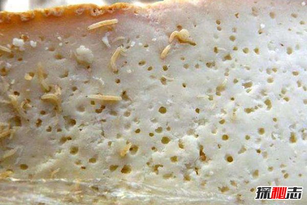 意大利活蛆乳酪有人吃过吗，堪称世界上最恶心的食物