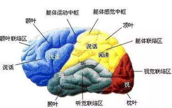 人类大脑开发100%会怎么样?大脑极限的恐怖