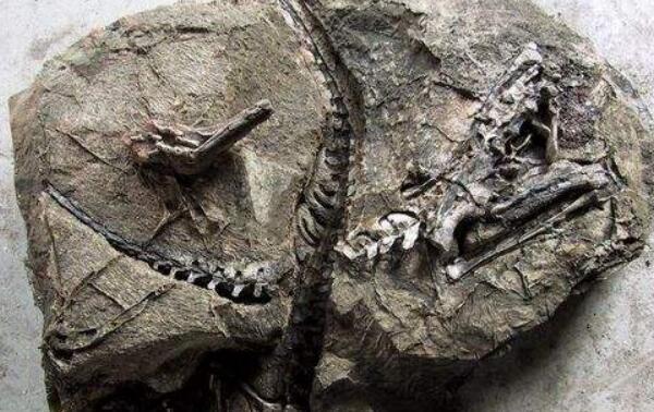 沼泽龙：欧洲中型食草恐龙（长5米/距今6500万年前）