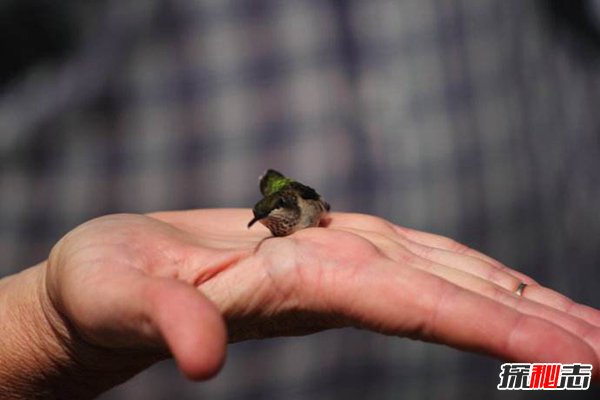 世界上最可爱美丽的鸟 蜂鸟世界最小第四头顶金黄