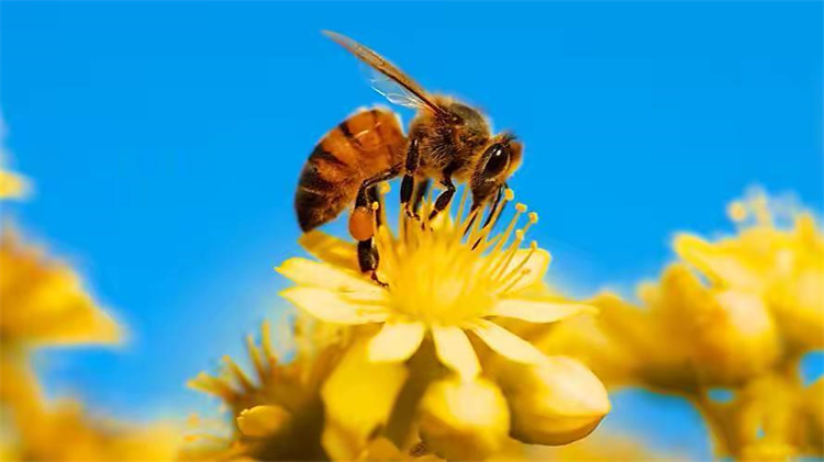 爱因斯坦的预言 这种生物灭绝将会影响到人类的生存（蜜蜂）