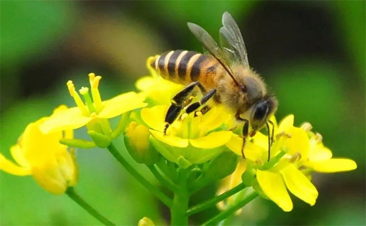 爱因斯坦的预言 这种生物灭绝将会影响到人类的生存（蜜蜂）