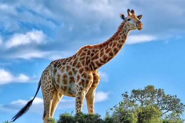 现存最高的陆地哺乳动物：长劲鹿，脖子占一半(最高达8米)
