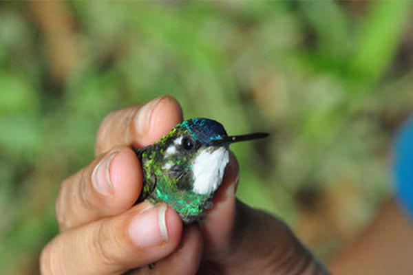 世界上体型最小的鸟：吸蜜蜂鸟，相当于半根手指长(仅5cm)