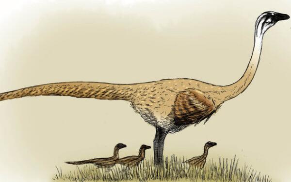 似鸟龙：形似鸵鸟的恐龙（长1.5米/出土于北美洲加拿大）