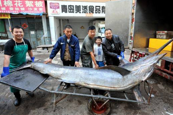 最大的剑鱼多少斤?海中捕获最大剑鱼，破纪录达650公斤