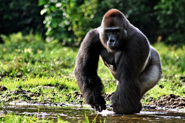 大猩猩最大多少斤?东部低地大猩猩最重可达249.5公斤