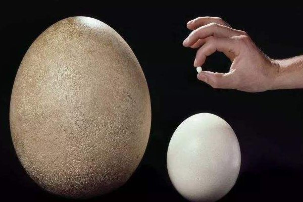 世界上最小的鸟蛋：吸蜜蜂鸟蛋，仅一个咖啡豆大小(6毫米)