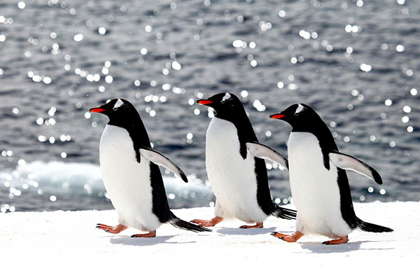 世界上游的最快的鸟：巴布亚企鹅，下潜100米仅需1.5分钟