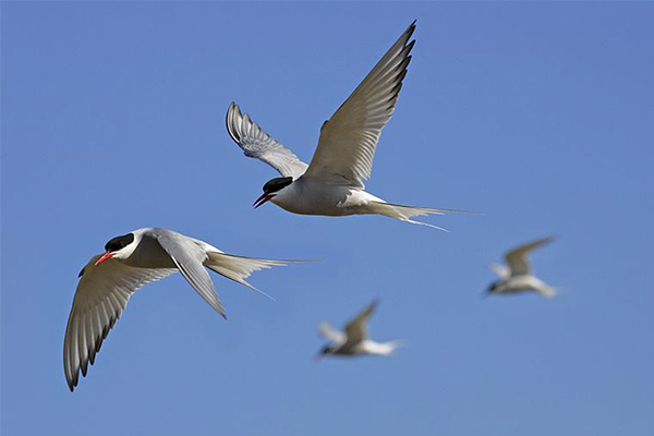 世上飞最远的鸟：北极燕鸥，横跨南北极迁徙(全长4万公里)