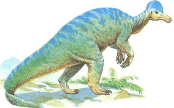 盔龙：北美洲大型食草恐龙（长9米/距今7200万年前）