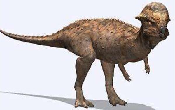 倾头龙：北美洲小型食草恐龙（长2.5米/距今6800万年前）