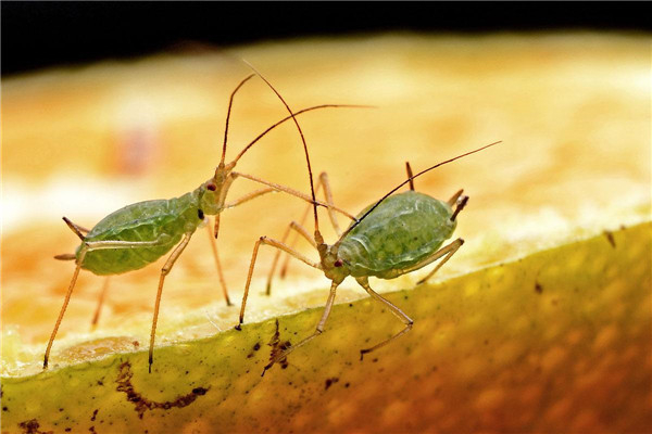 世界上繁殖最快的昆虫是什么 蚜虫最早出现在什么时候