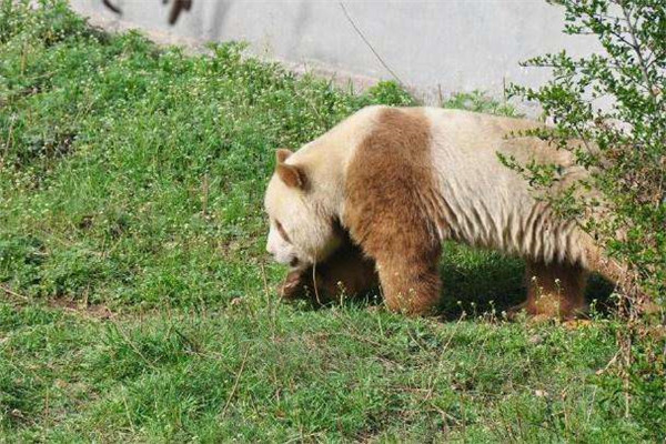 世界上仅存的一只棕色大熊猫 棕色大熊猫还活着吗