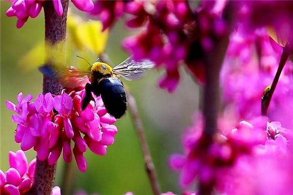 世界上体型最大的蜜蜂 黑大蜜蜂（最长体长2厘米）