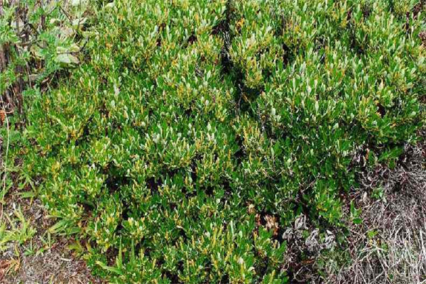 世界上最矮的植物是什么 矮柳（一般不超5cm）