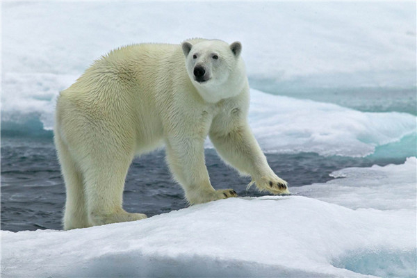 世界上最大的北极熊有多重 四百公斤八百公斤之间