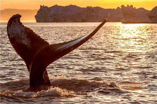 世界上最大的动物是什么 蓝鲸vs虎鲸哪个厉害