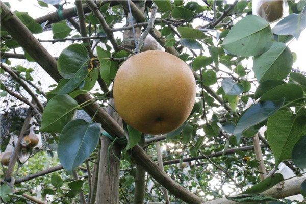 世界上最大的梨子是什么 洞冠梨（珍惜稀有果品）