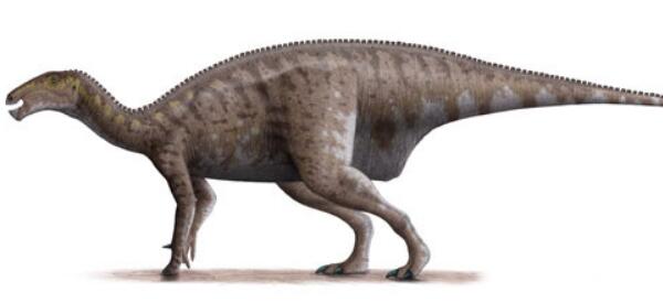 钉龙：欧洲小型食草恐龙（长1.5米/距今7000万年前）