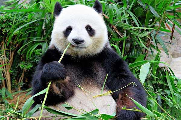 世界上最大熊猫有多重 最重有三百多斤圆润可爱